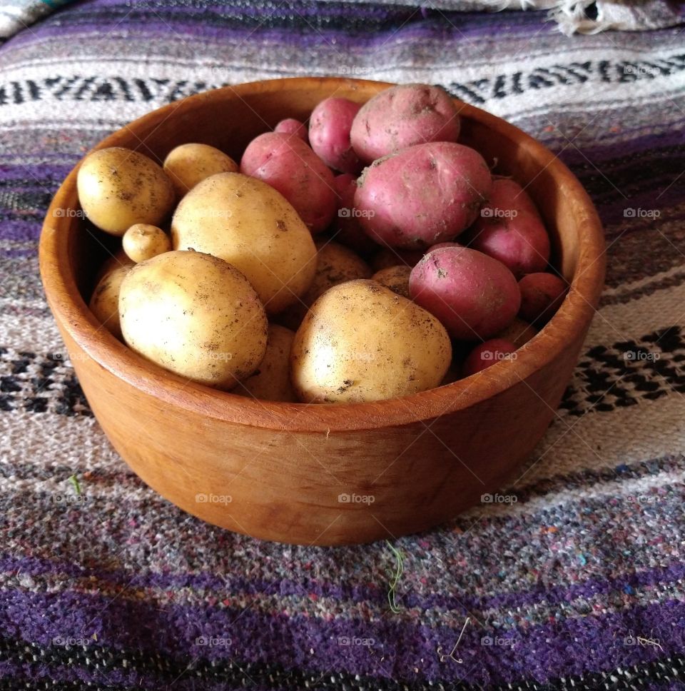 Grow food to eat, like potatoes. 2020