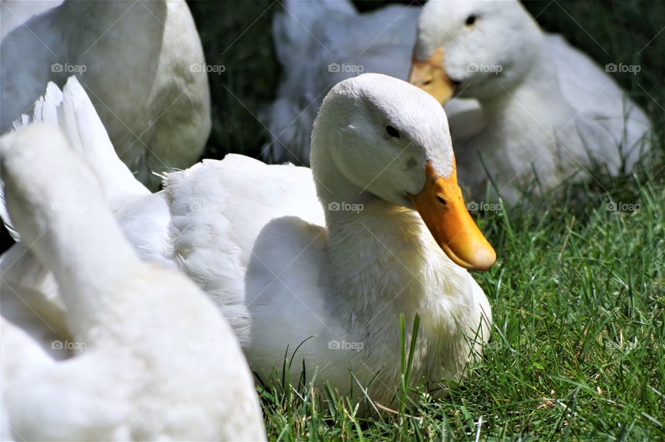 Laying Duck