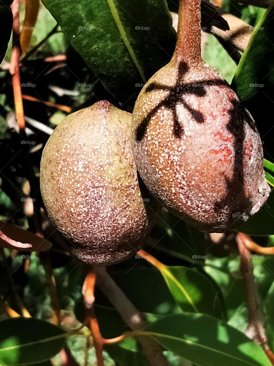 Eucalyptus nuts