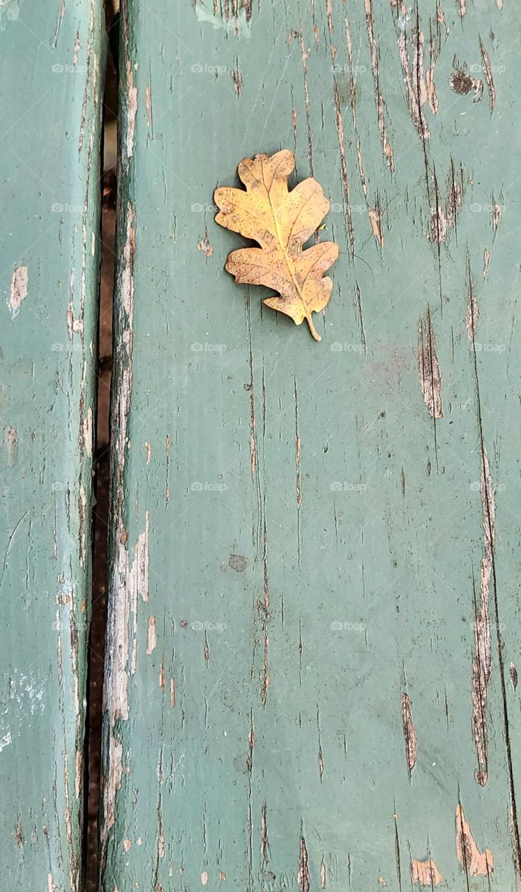 light brown leaf on a weathered blue wood picnic table in an Oregon park on an Autumn day