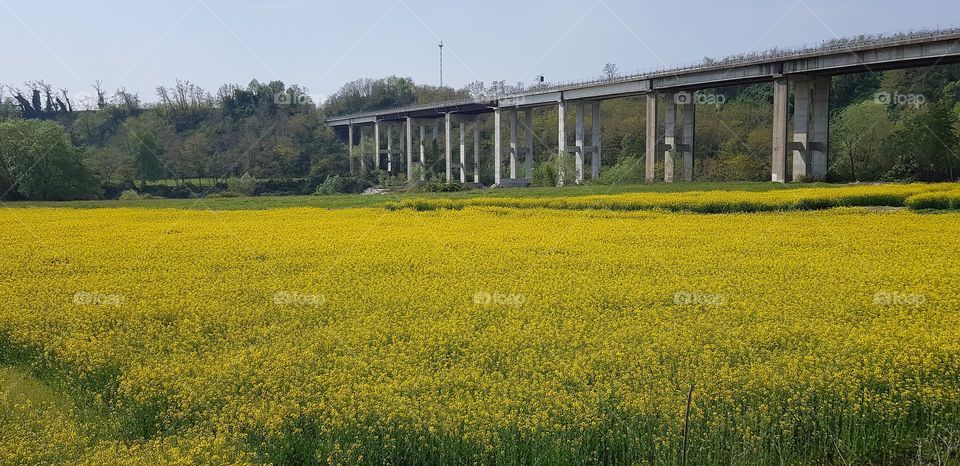 Rapeseed fields under the bridge