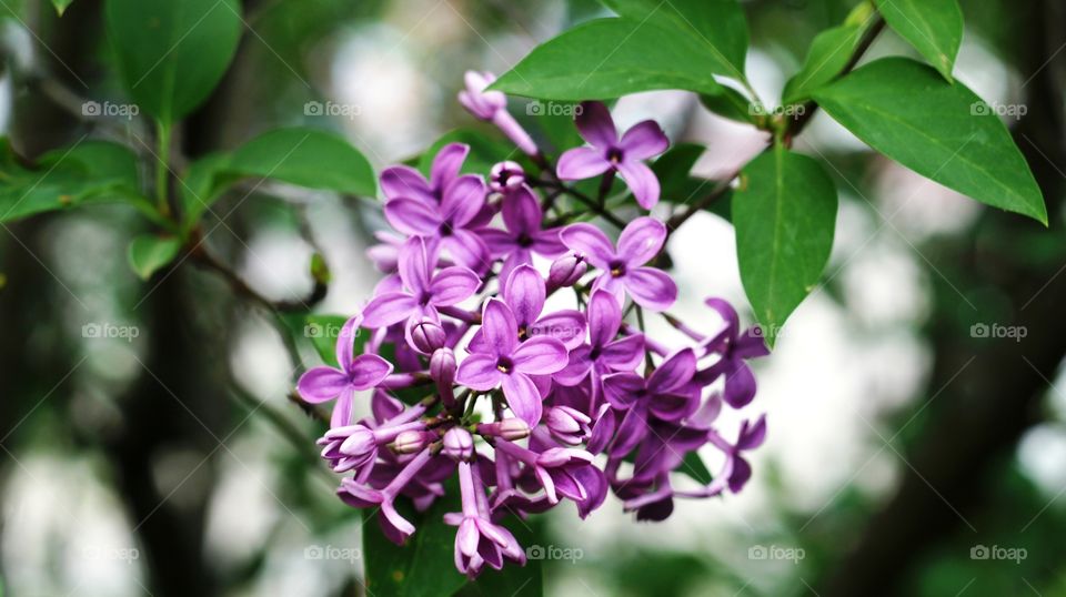 lilac flowers on the branch.