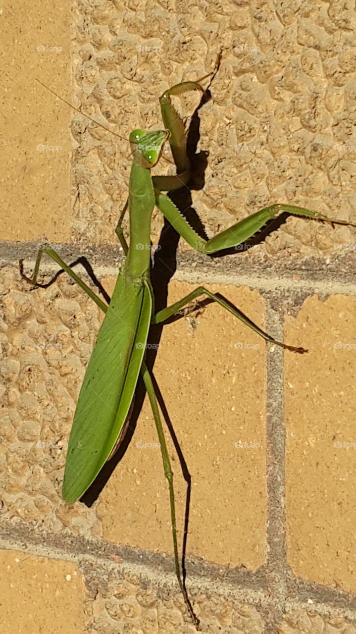 Praying Mantis on Bricks