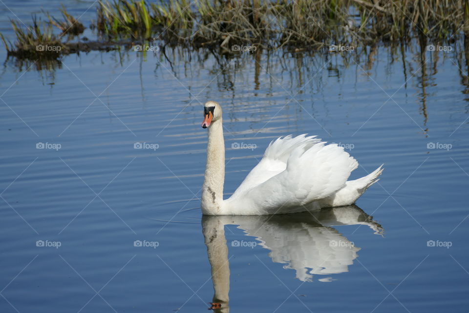 Swan
