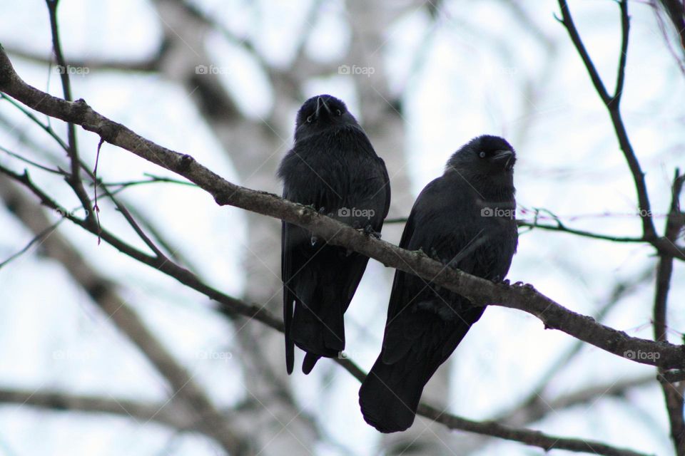 Black birds