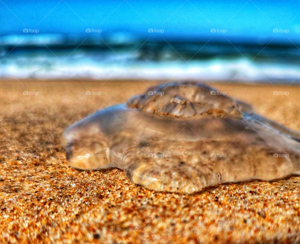 jellyfish found on beach sands.