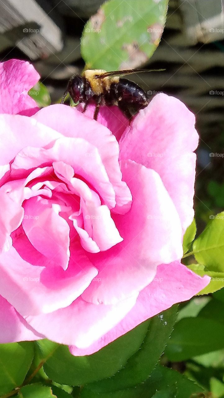 Bumblebee on top of pink rose in full bloom.