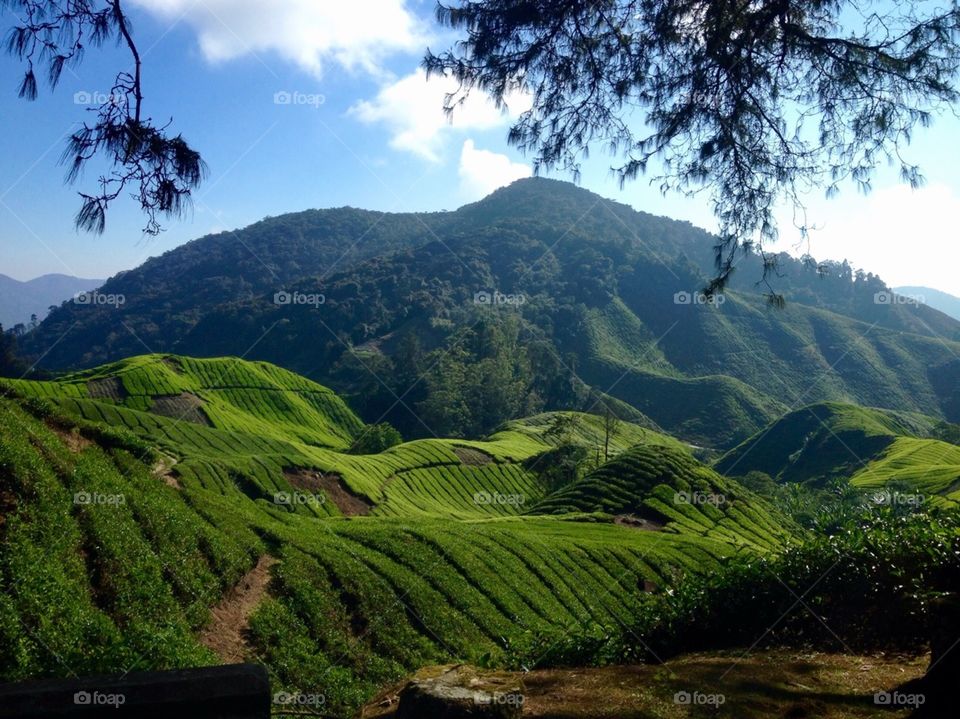 Malaysian tea plantation 
