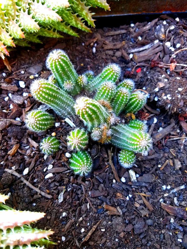 cactus