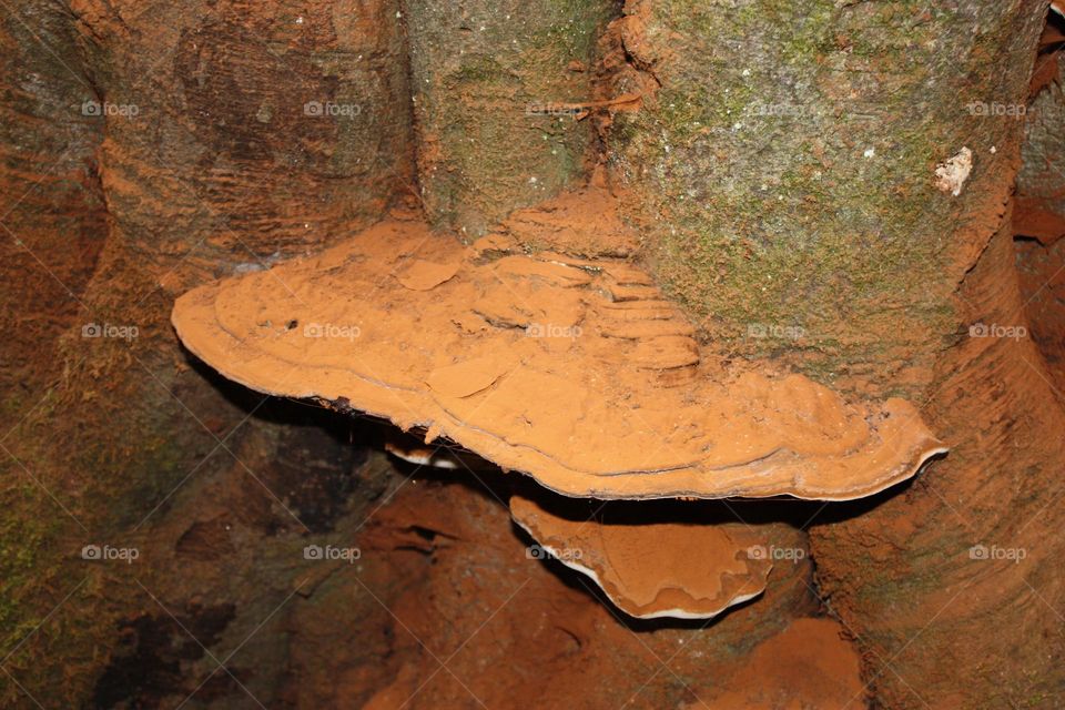 Wooden mushroom 