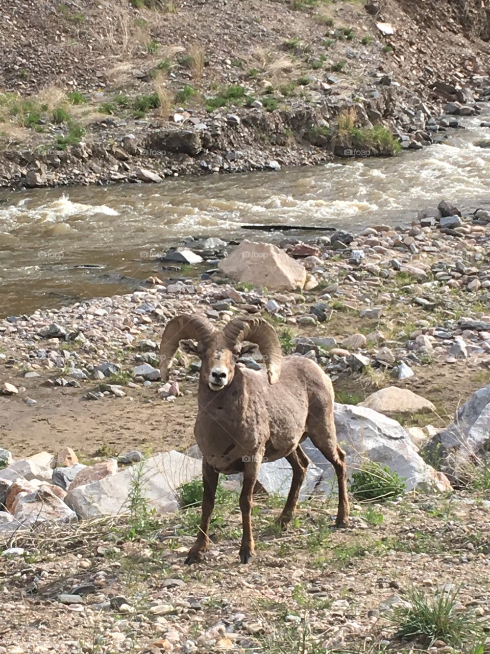Big horn sheep in Colorado