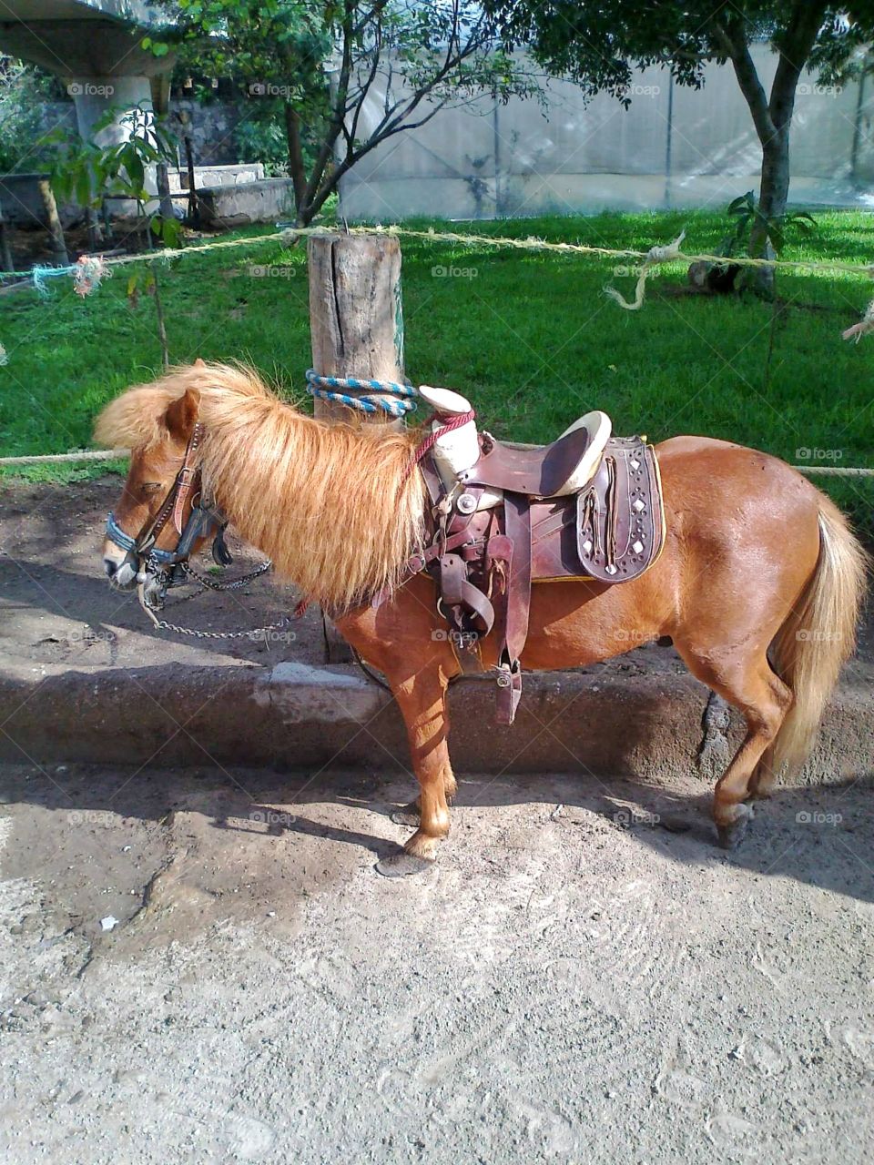 Pony.