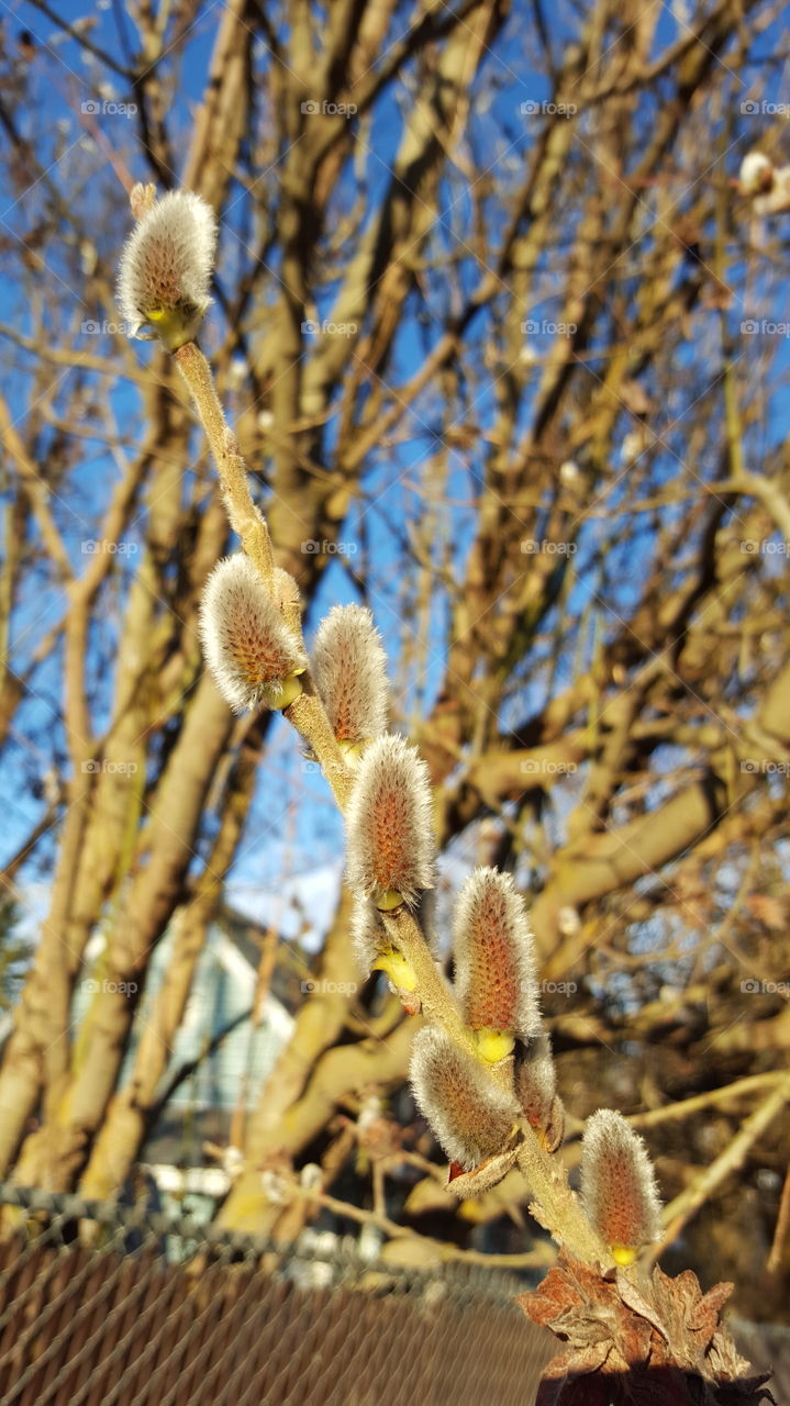 Pussy willow in spring