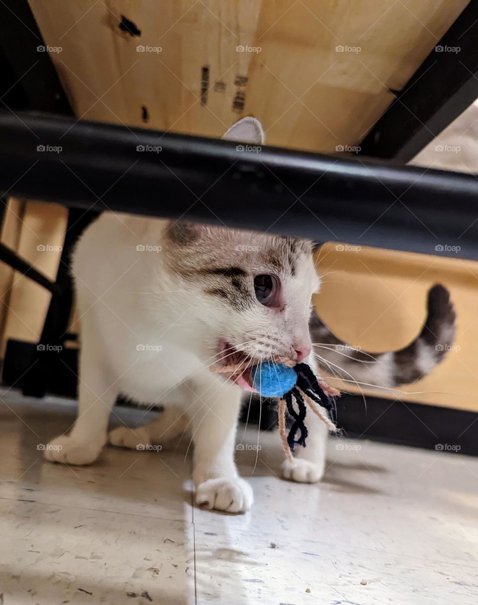 Every day is Caturday