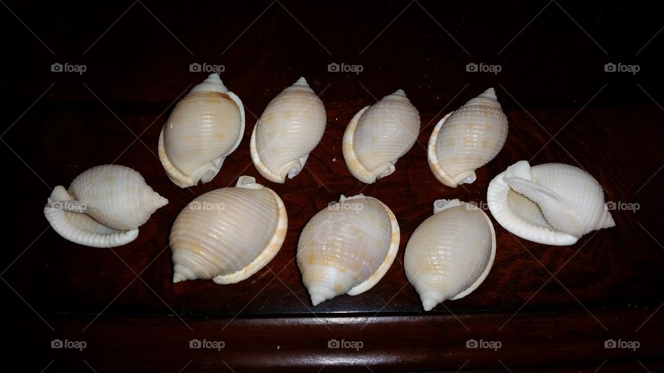 scotch bonnets shells