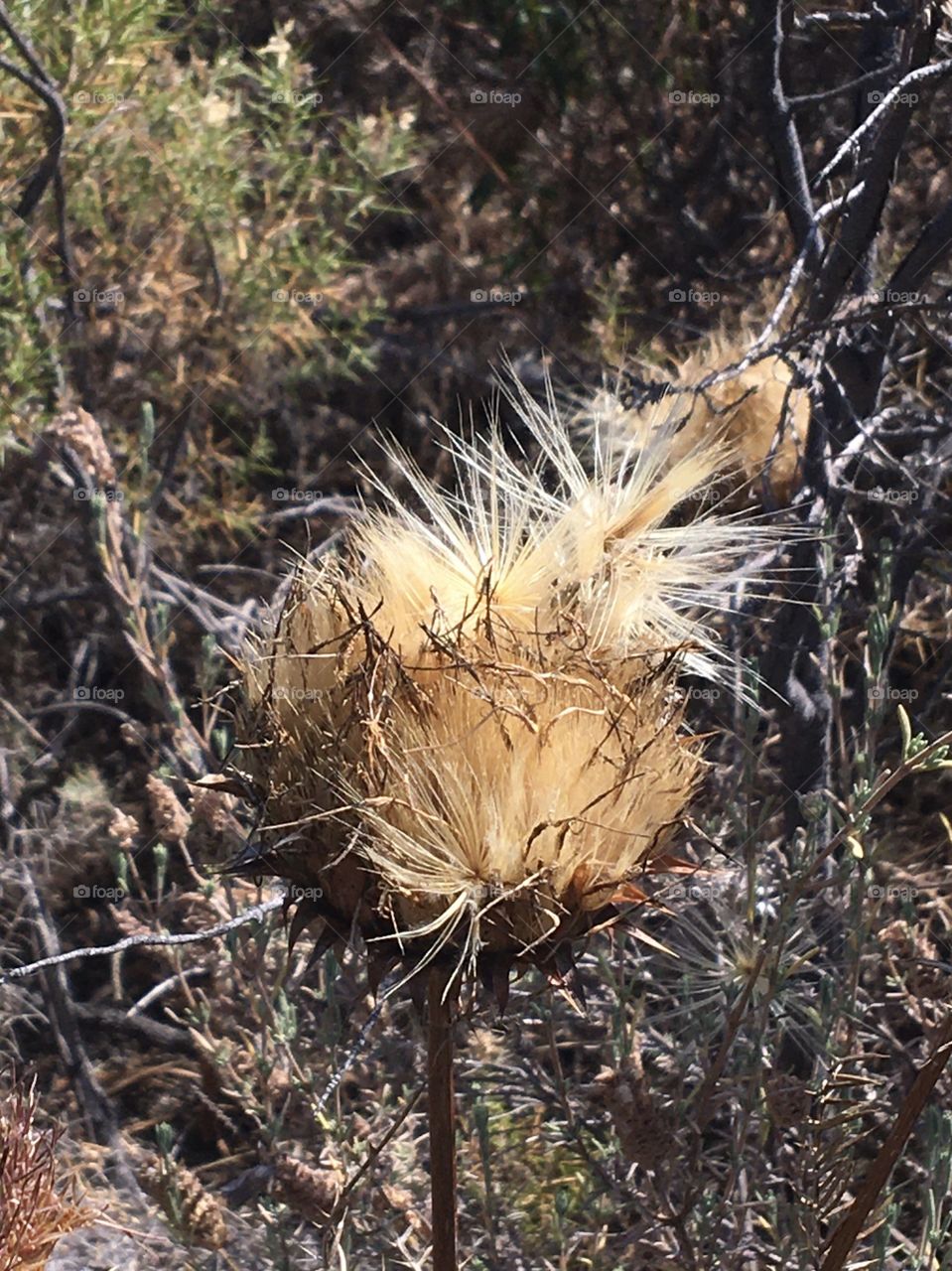 Shapes in dry vegetation