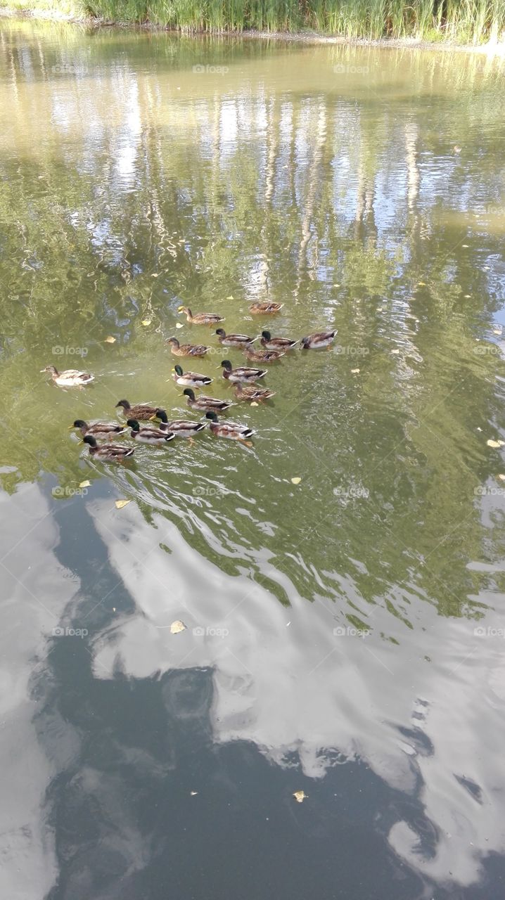 Duck, lake, river, birds