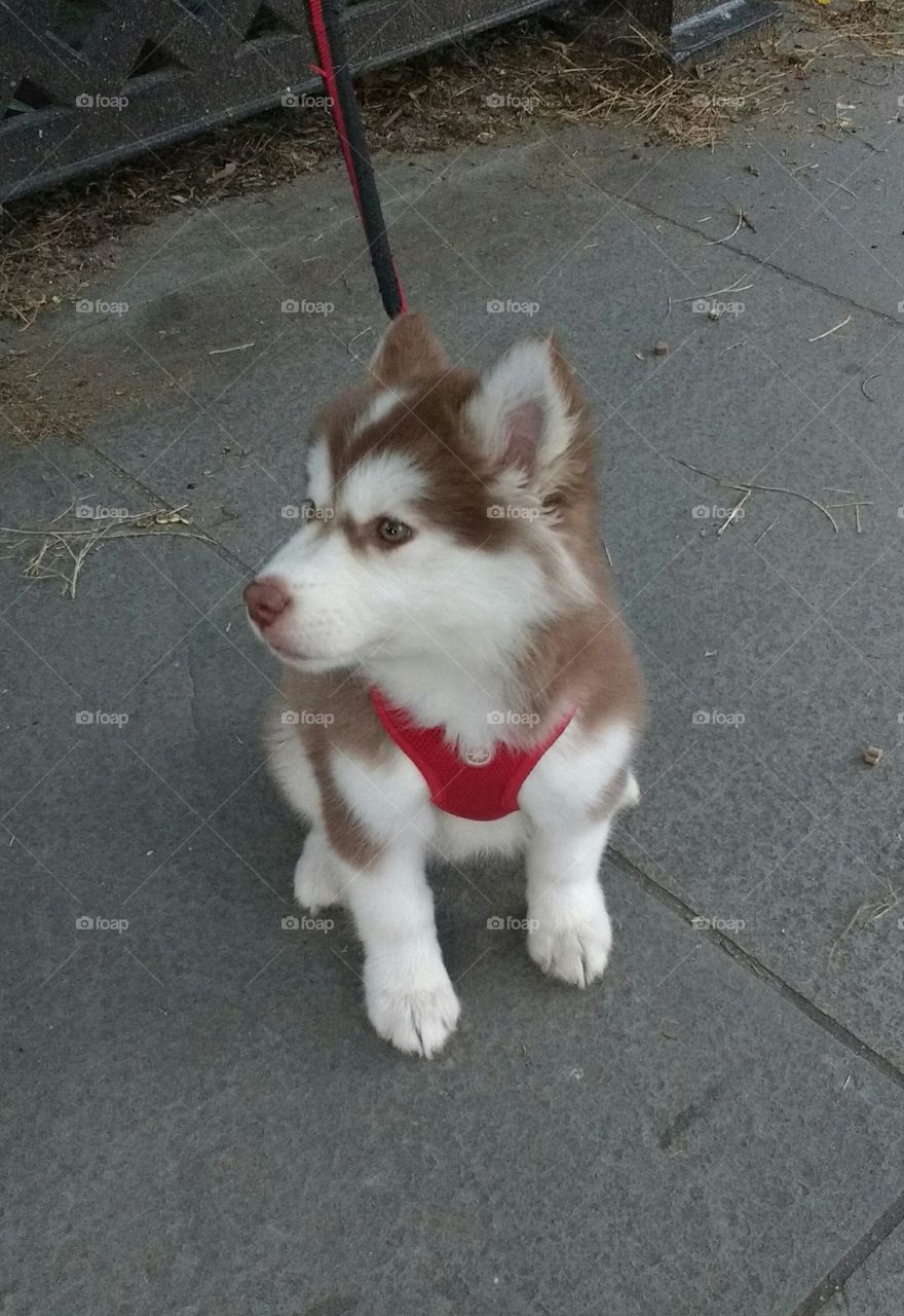 Really Cute Husky Puppy