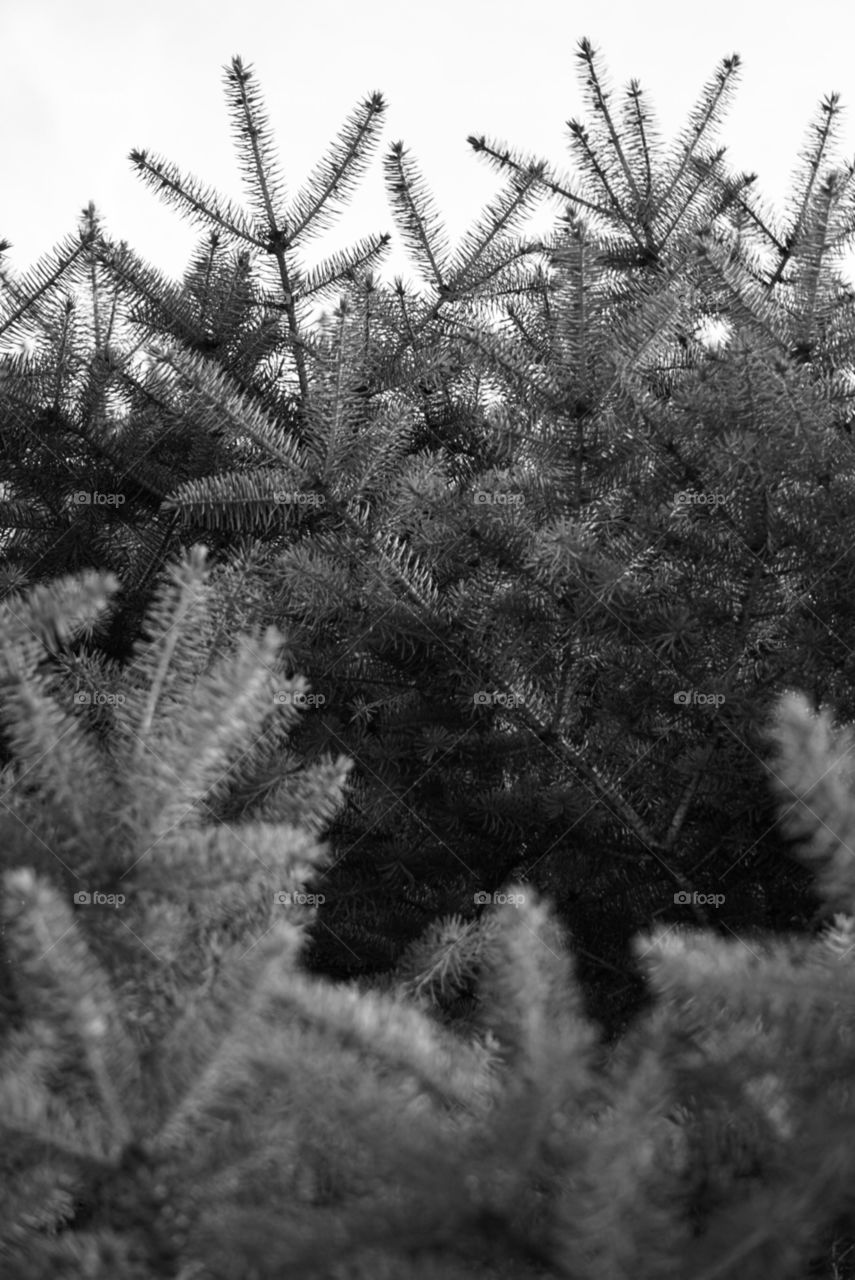 B&W pine tree 🌲