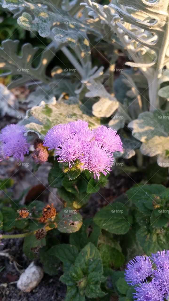 Purple Flower. Took this at Cranes Roost in Altamonte Springs. 