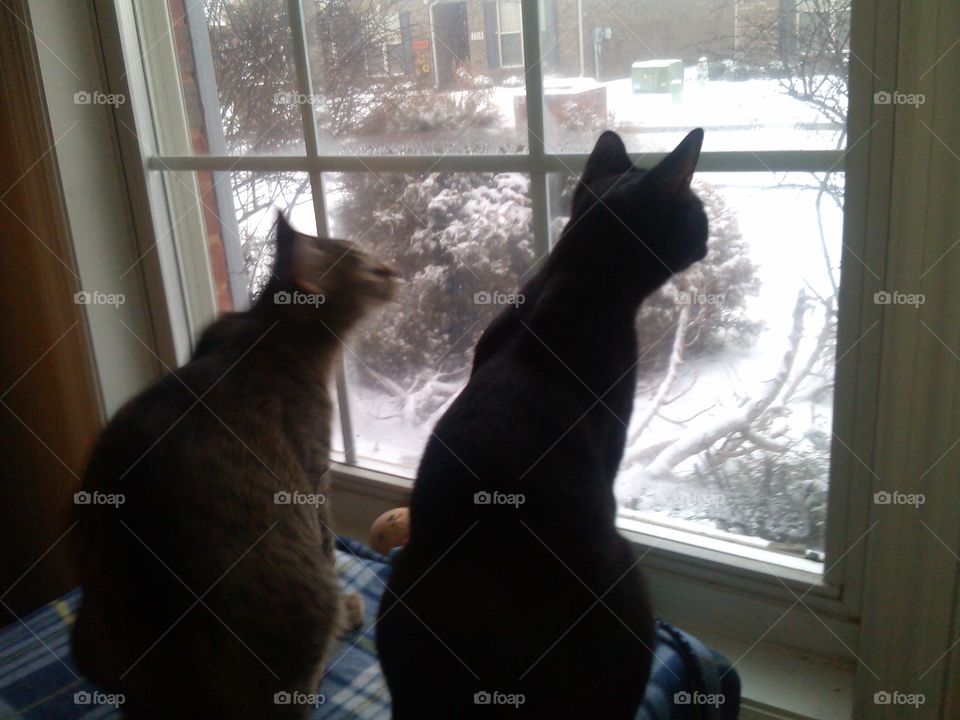 Snow Watchers