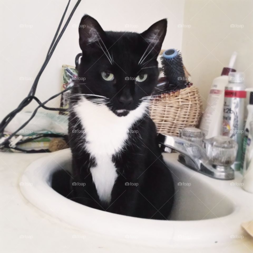 Cat in the Bathroom Sink. tuxedo cat in an unlikely spot
