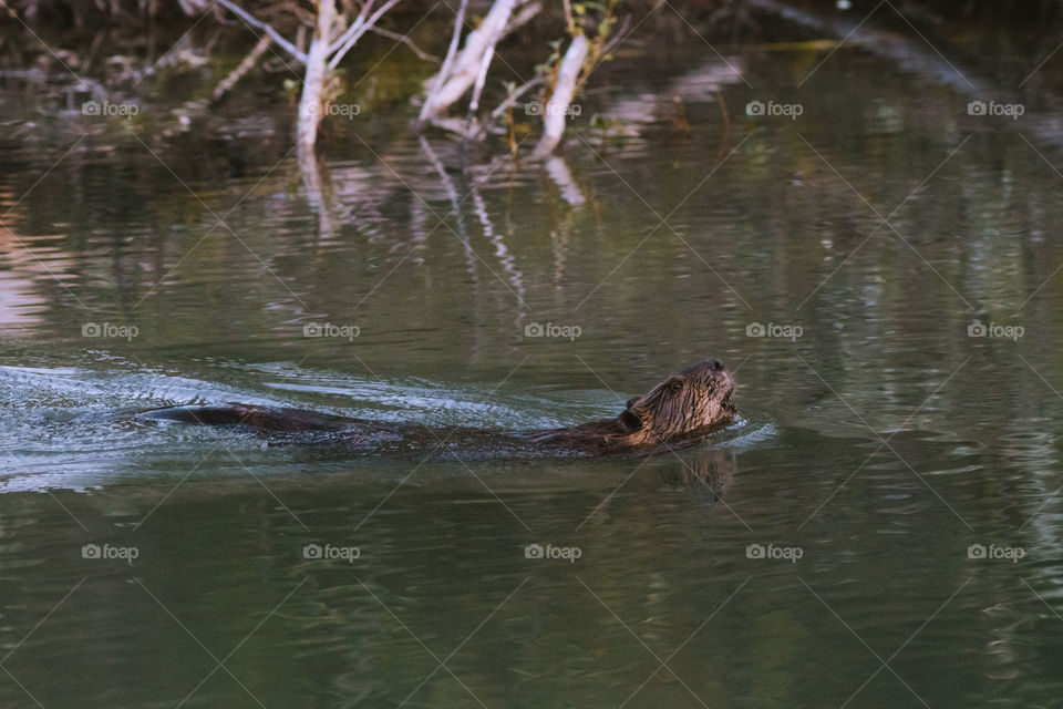 A lone beaver taking and evening swim in a secluded pod in the mountains.
