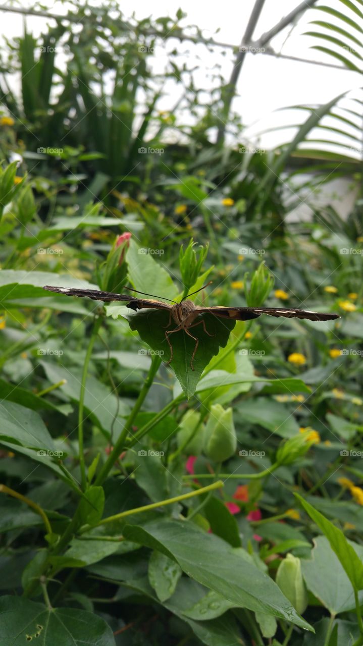 looking back at us butterfly