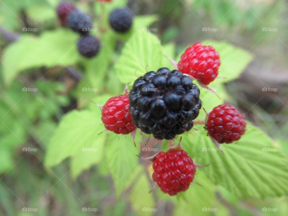 blackberry, berry from the forest