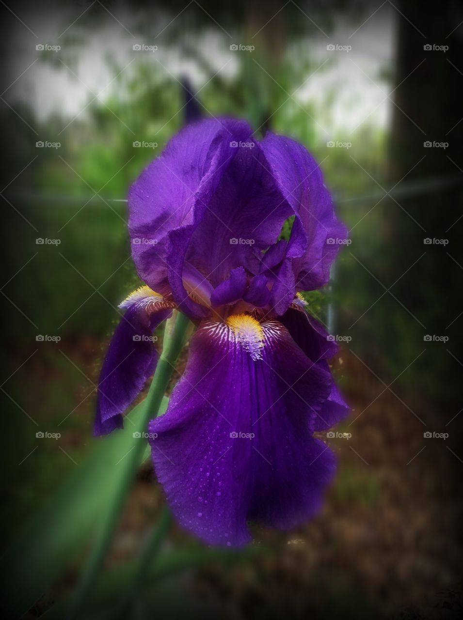Bearded Iris. Bearded Iris
