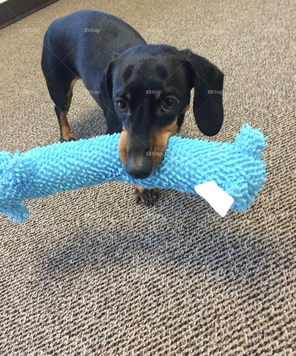 Dachshund with Blue Dog Toy
