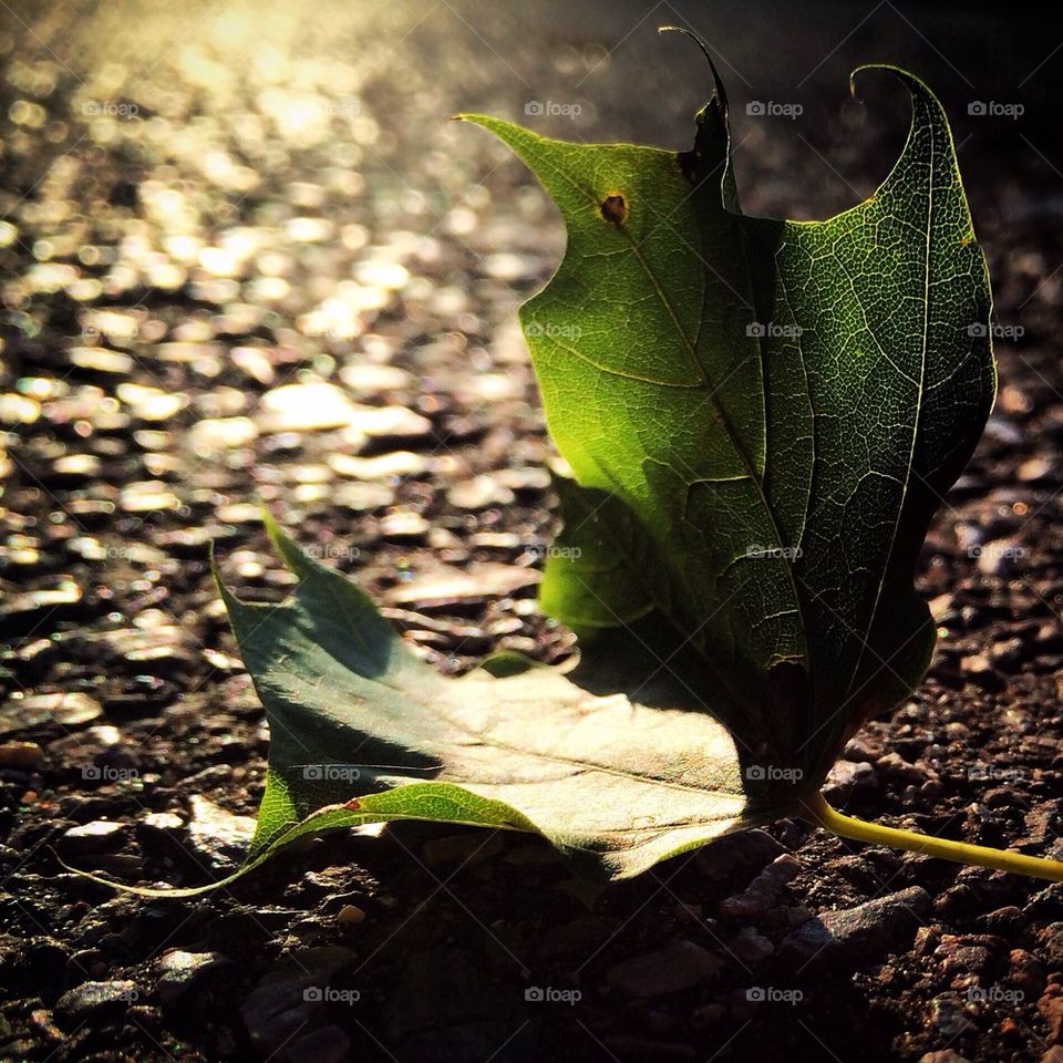 First leaf of fall