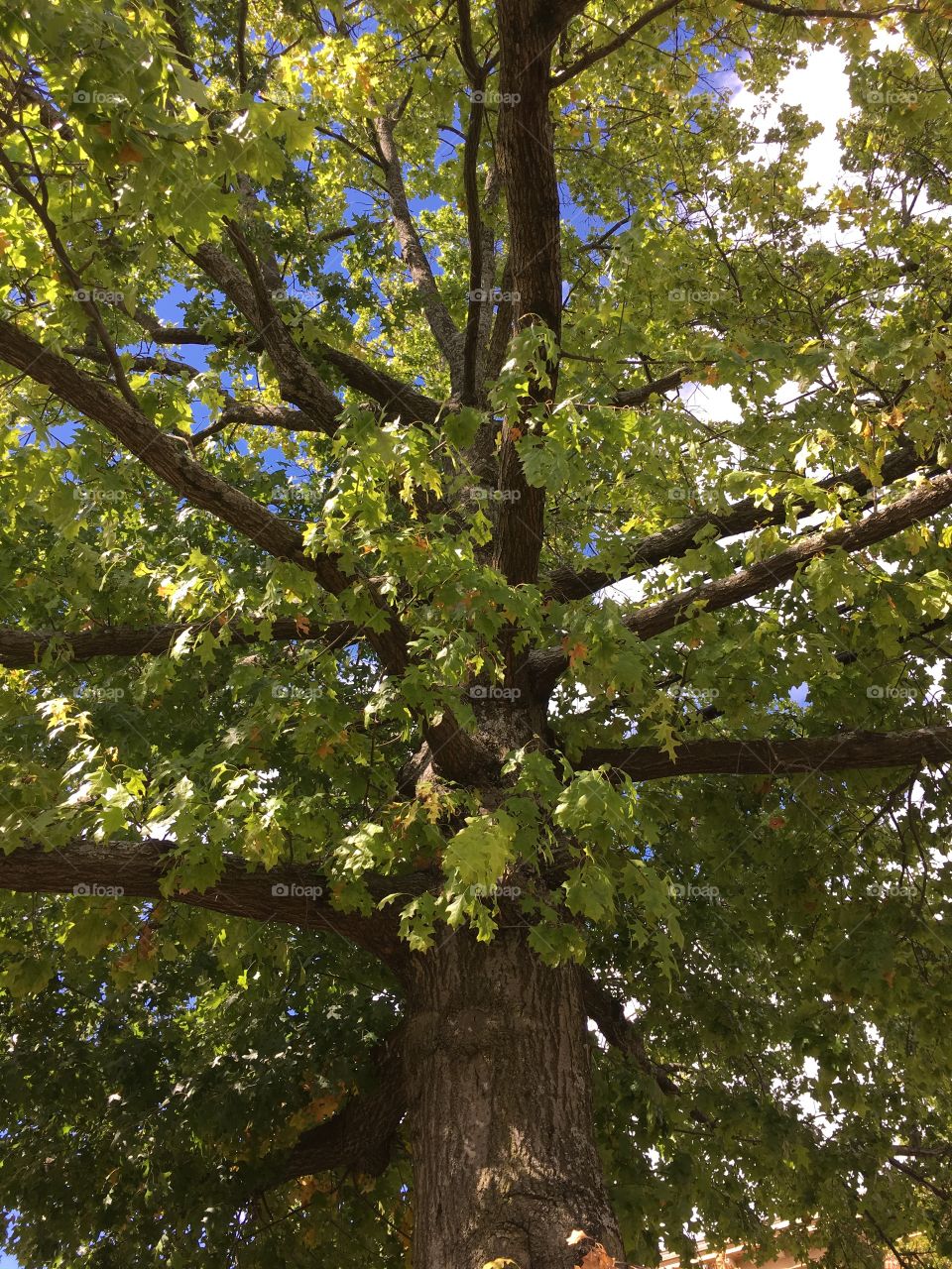 Looking up a maple