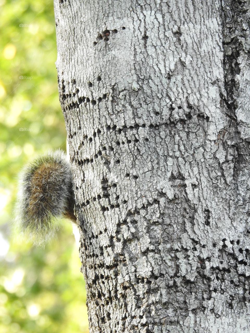 Cute squirrel playing around hiding behind the tree peaking out it’s fluffy tail in the town park with holes in the tree grey bark and tree leaves in the background.