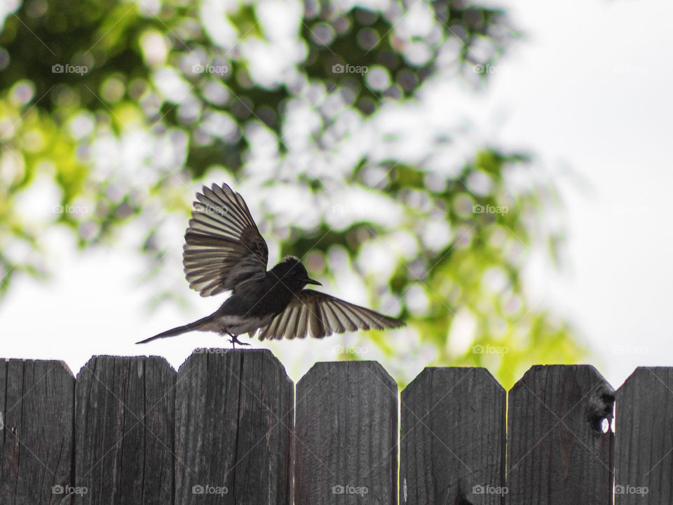 Black Phoebe spreading its wings on a fence top in a Northern California garden
