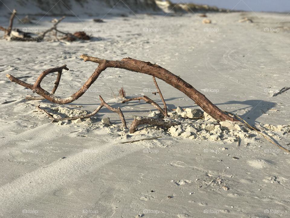 Driftwood