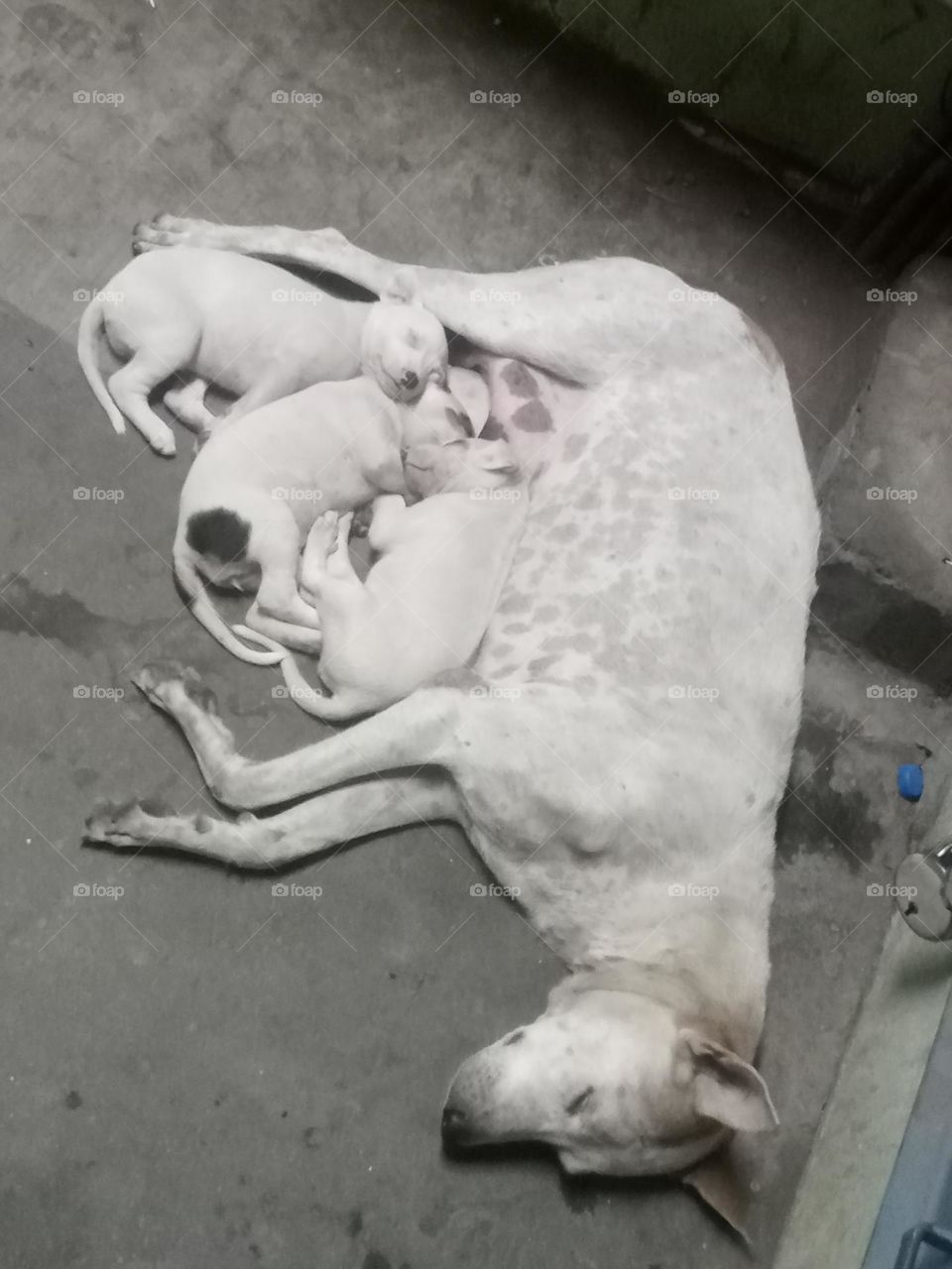 *ravarma*  Puppies, Sleeping dog,  Fainting after eating, Rest time