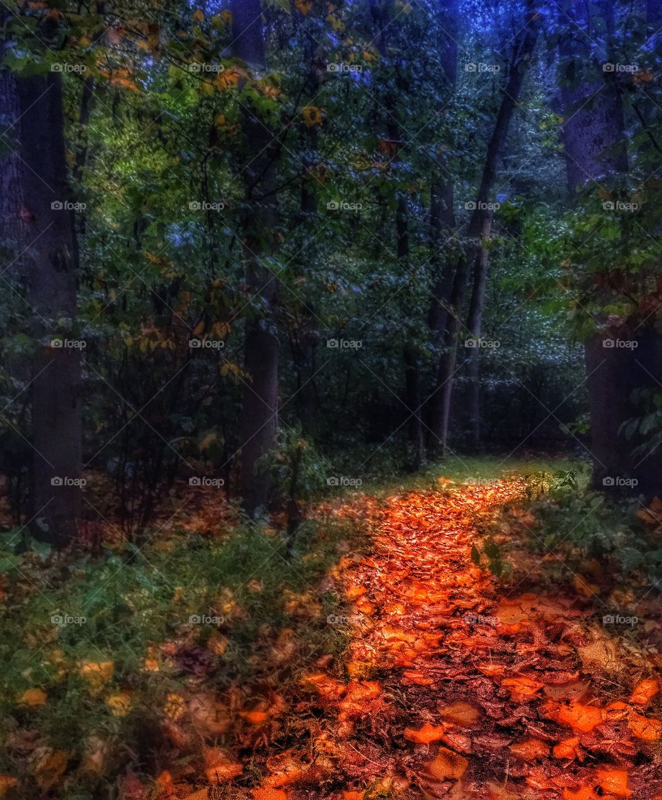 Autumn lines the trails. . Recently fallen leaves blanketing the forest trail. 