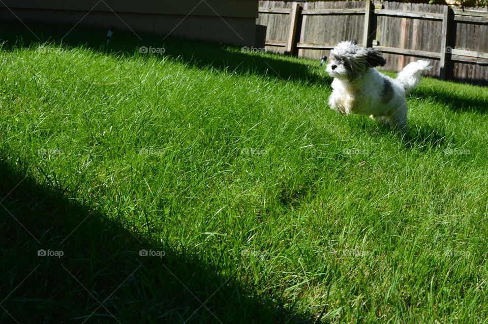 dog running jump happy outside