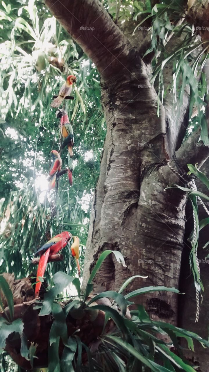 Romantic parrots in the tree. San Jerónimo, Antioquia. Colombia.