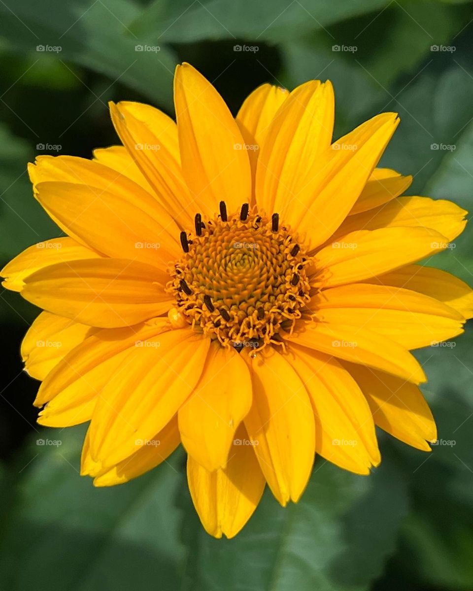 Love yellow flowers, like yellow color .