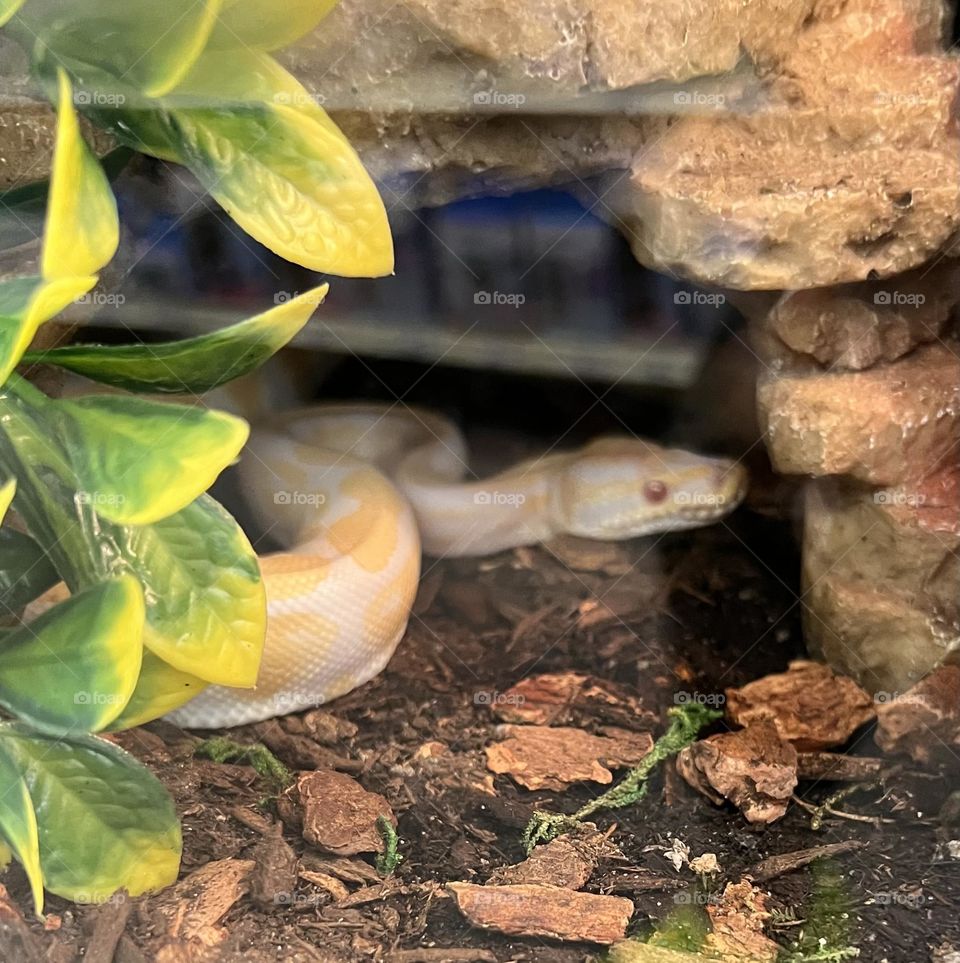 Yellow Burmese Python  