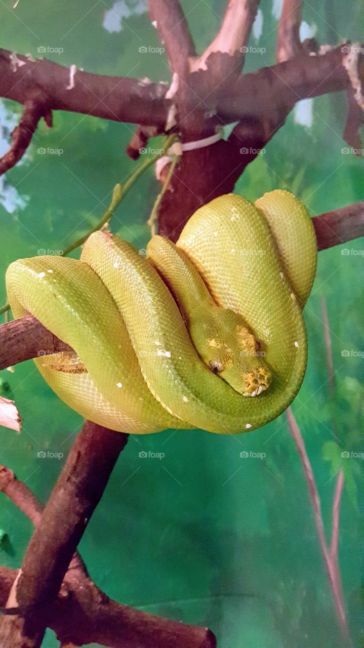 Green snake looped on tree branch.
