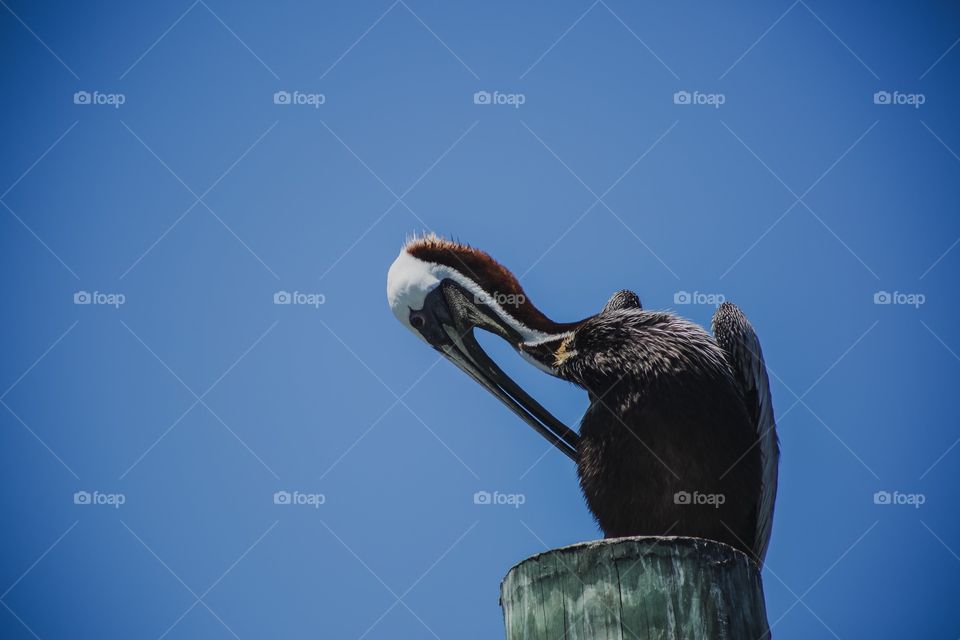 Pelican 