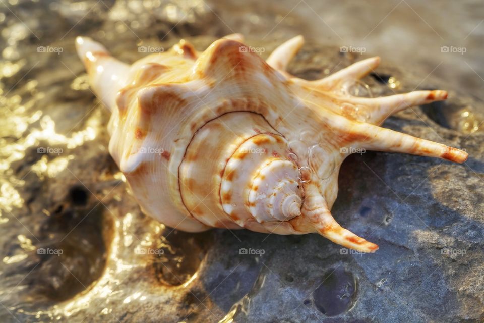 Shell 