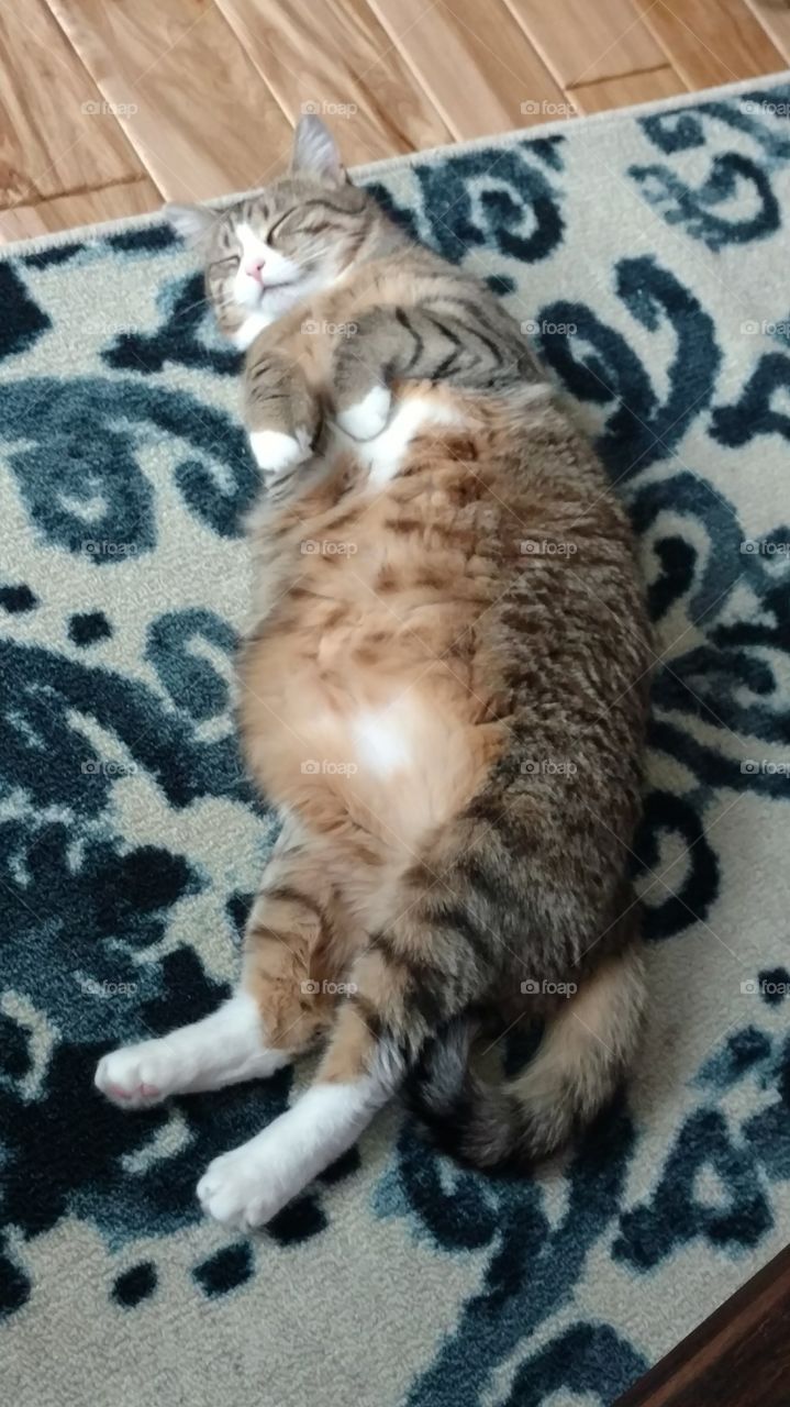 chubby Kitty