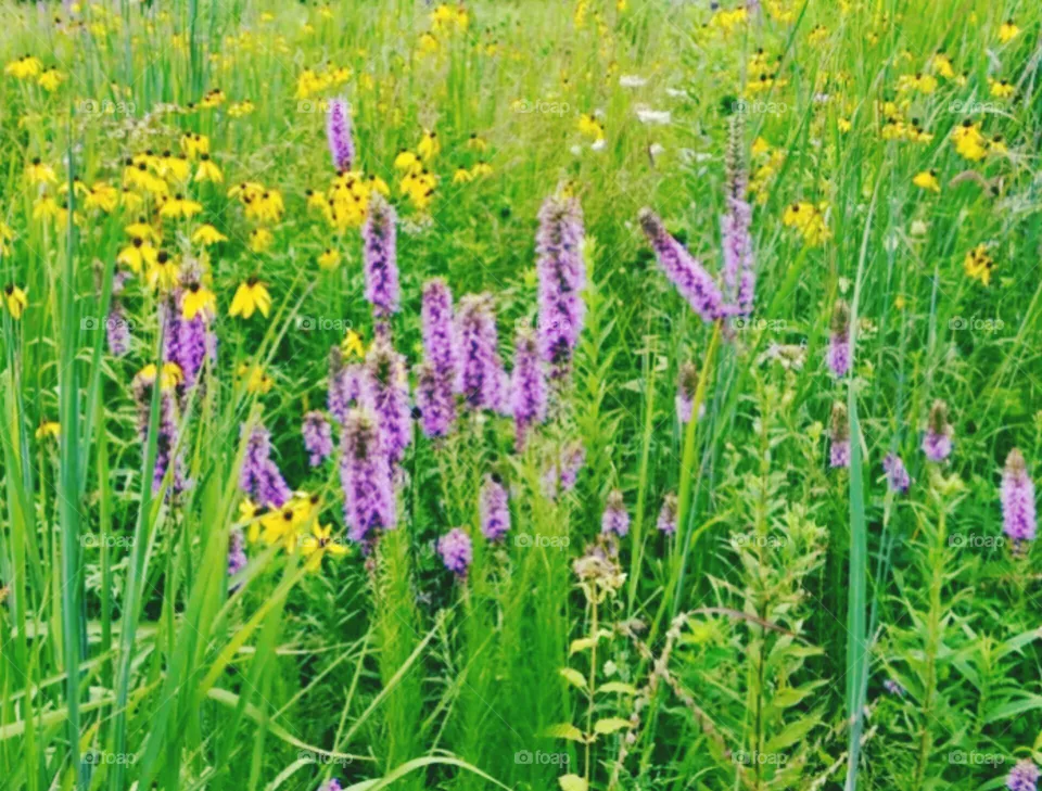 flowers