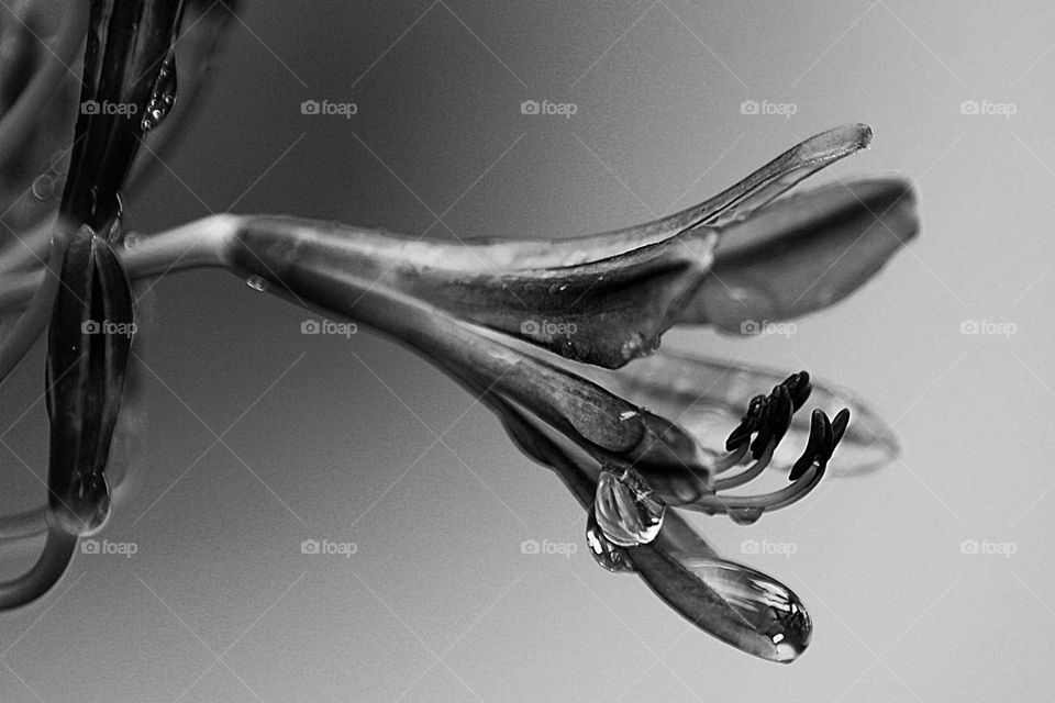 black And white phlox flower