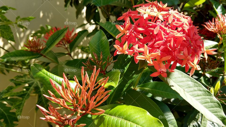 Flores com cores nitidas.