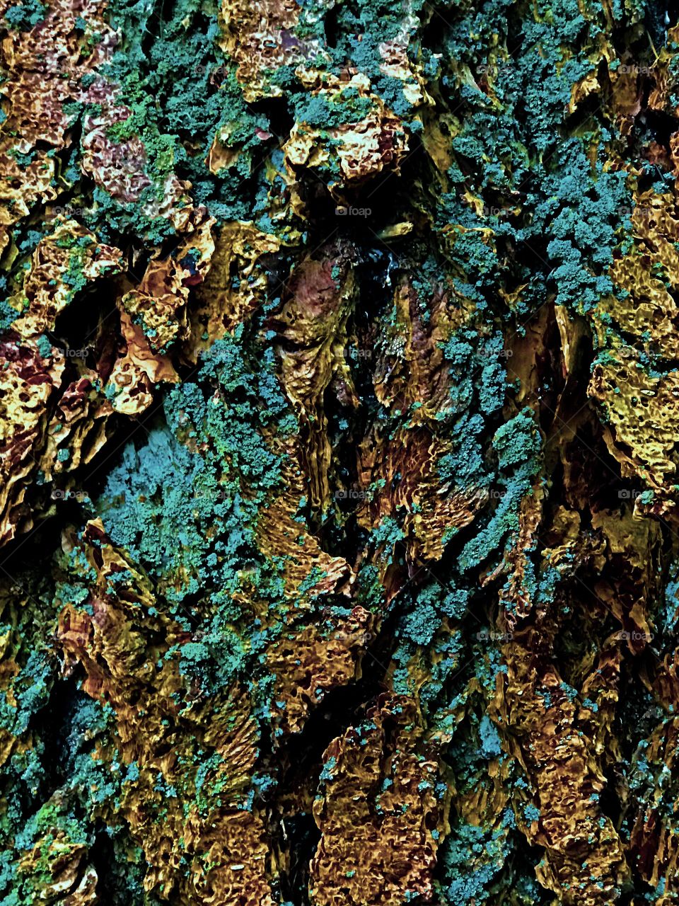 A closeup of an old fir tree beautifully encrusted with lichen and moss. The photo is only slightly colour enhanced with some desktop tools. The bark is yellowish brown with yellow-green moss and cyan lichen. 